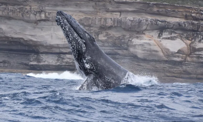 Manly Extreme Whale Watching Safari