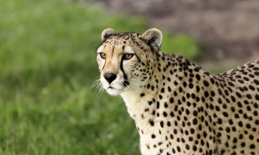 Canberra National Zoo Entry and Cheetah Encounter