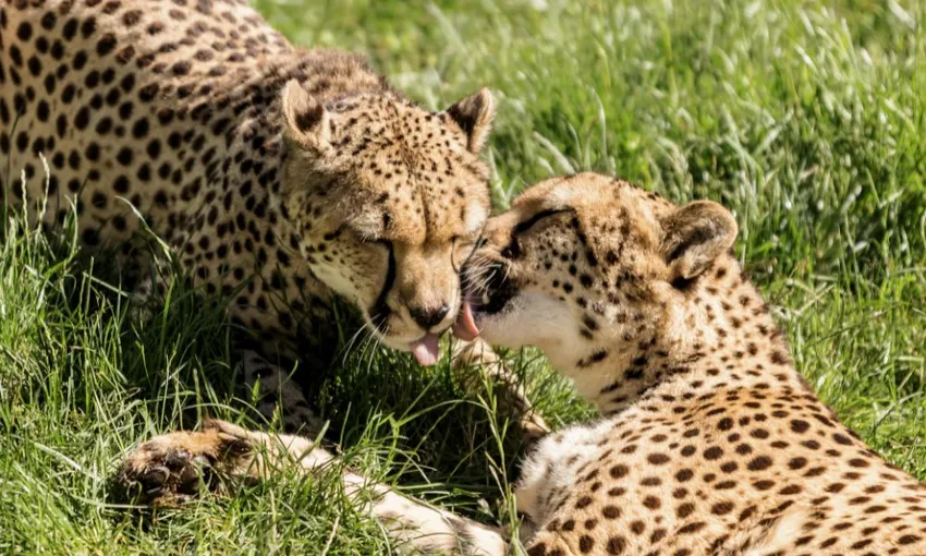 Canberra National Zoo Entry and Cheetah Encounter