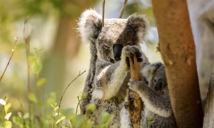 Canberra National Zoo Entry and Cheetah Encounter