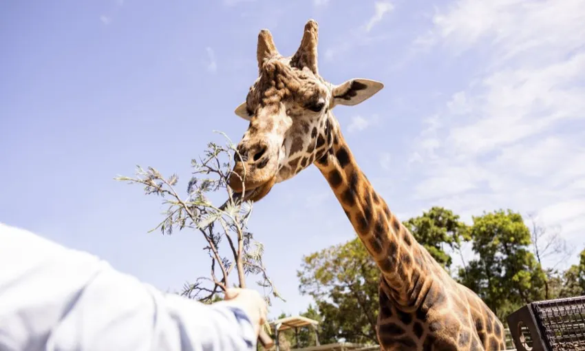 Canberra National Zoo Entry and Cheetah Encounter