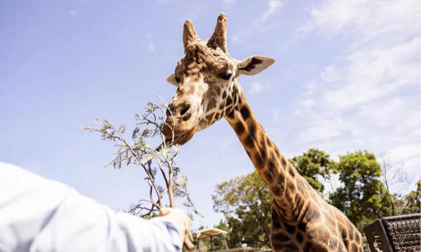 Canberra National Zoo Entry and Cheetah Encounter