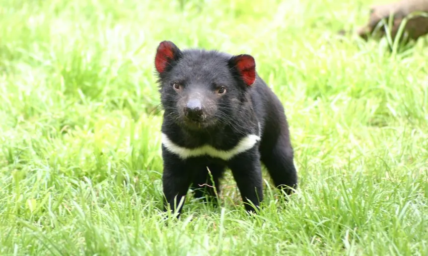 Tasman Island Day Cruise with Tasmanian Devil Park from Hobart