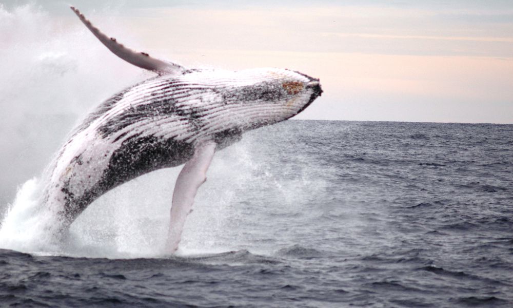 Newcastle Whale Watching Cruise, 2.5 Hours