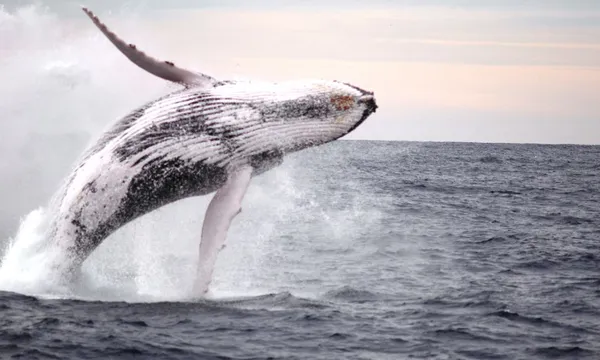 Newcastle Whale Watching Cruise, 2.5 Hours