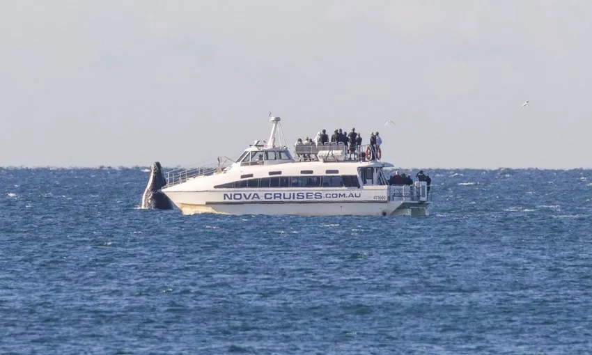 Newcastle Whale Watching Cruise, 2.5 Hours