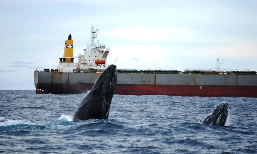 Newcastle Whale Watching Cruise, 2.5 Hours
