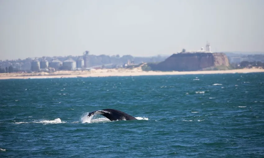 Newcastle Whale Watching Cruise, 2.5 Hours