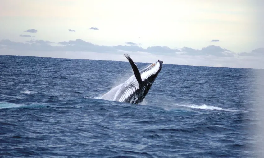 Newcastle Whale Watching Cruise, 2.5 Hours