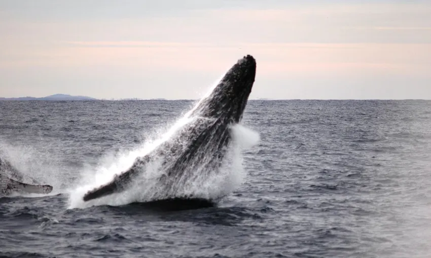 Newcastle Whale Watching Cruise, 2.5 Hours