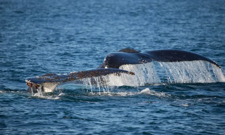 Newcastle Whale Watching Cruise, 2.5 Hours