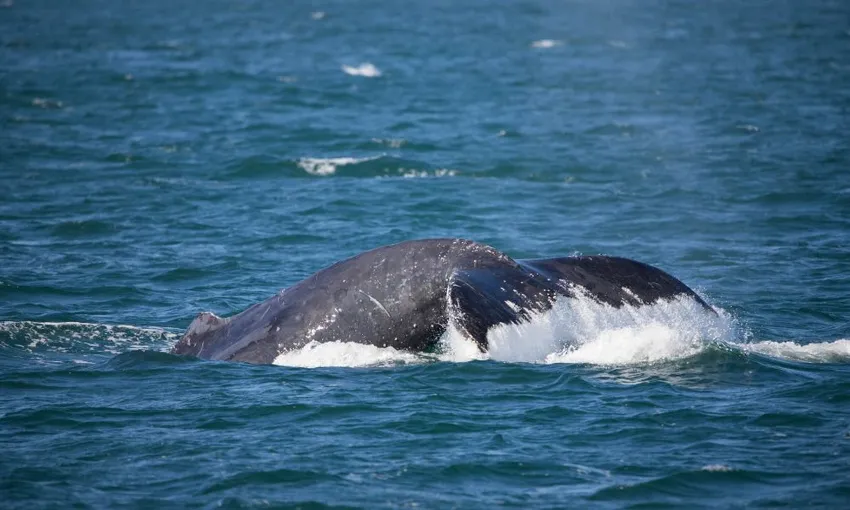 Newcastle Whale Watching Cruise, 2.5 Hours