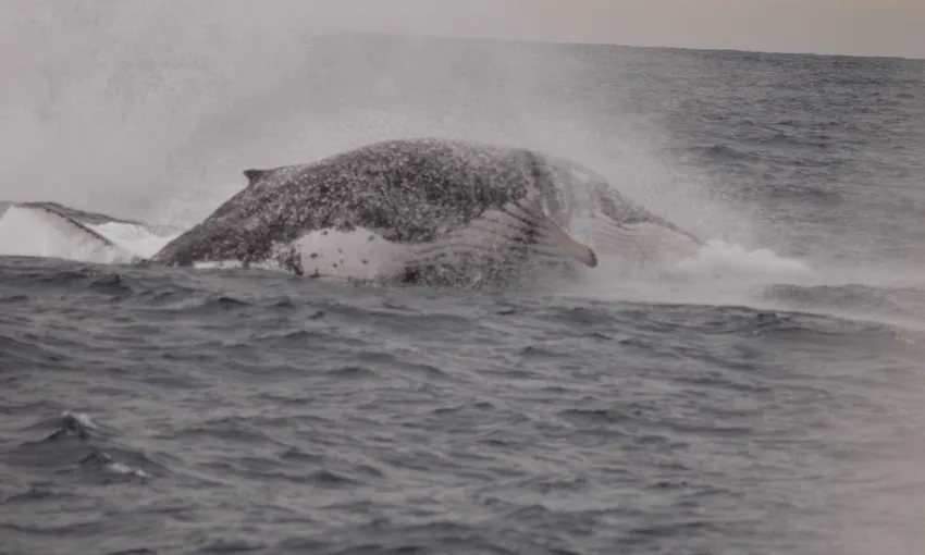 Newcastle Whale Watching Cruise, 2.5 Hours