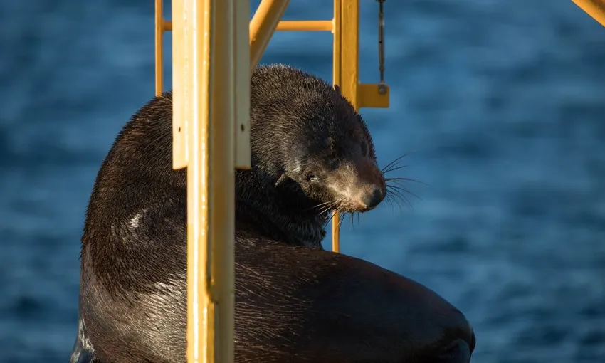 Newcastle Whale Watching Cruise, 2.5 Hours
