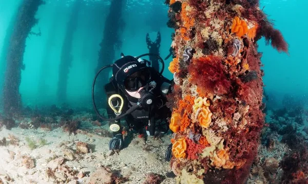 Scuba Diving Mornington Peninsula