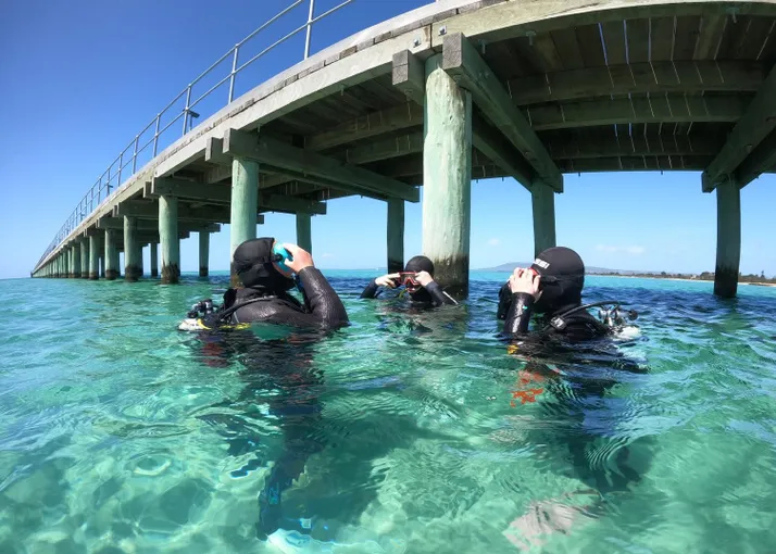 Melbourne Scuba Diving - Book Now | Experience Oz