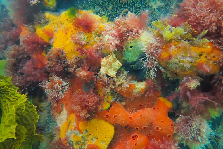 Melbourne Scuba Diving - Book Now | Experience Oz