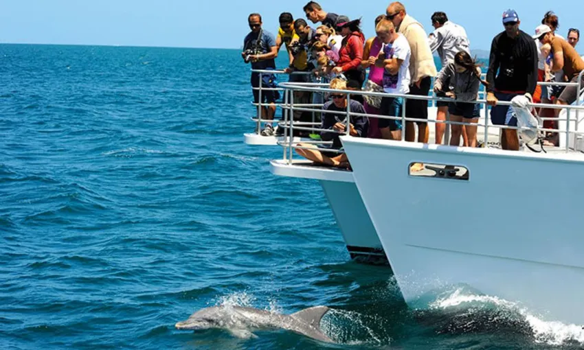 Jervis Bay Boom Netting Dolphin Cruise, 90 Minutes