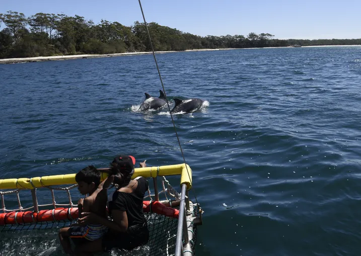 Jervis Bay Boom Netting Dolphin Cruise, 90 Minutes