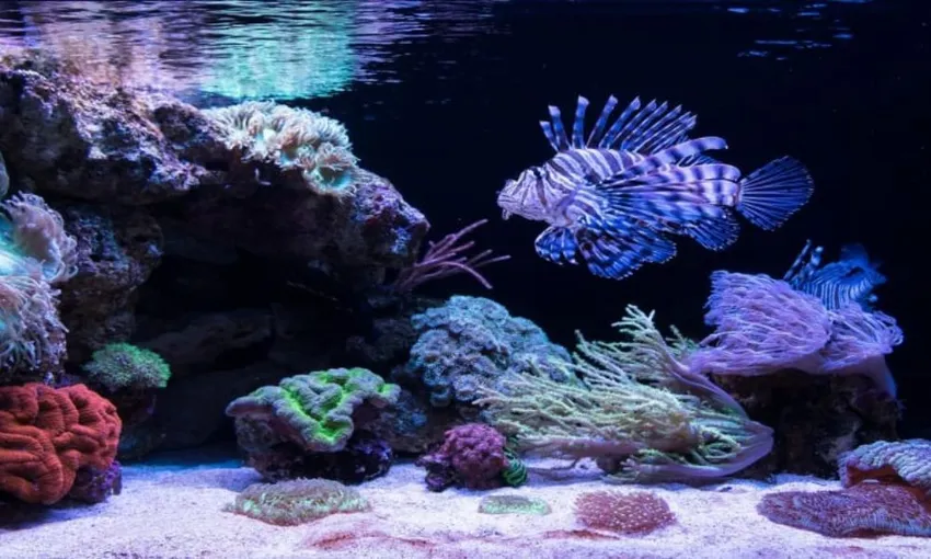 Glass Bottom Boat Tour at The Aquarium of Western Australia