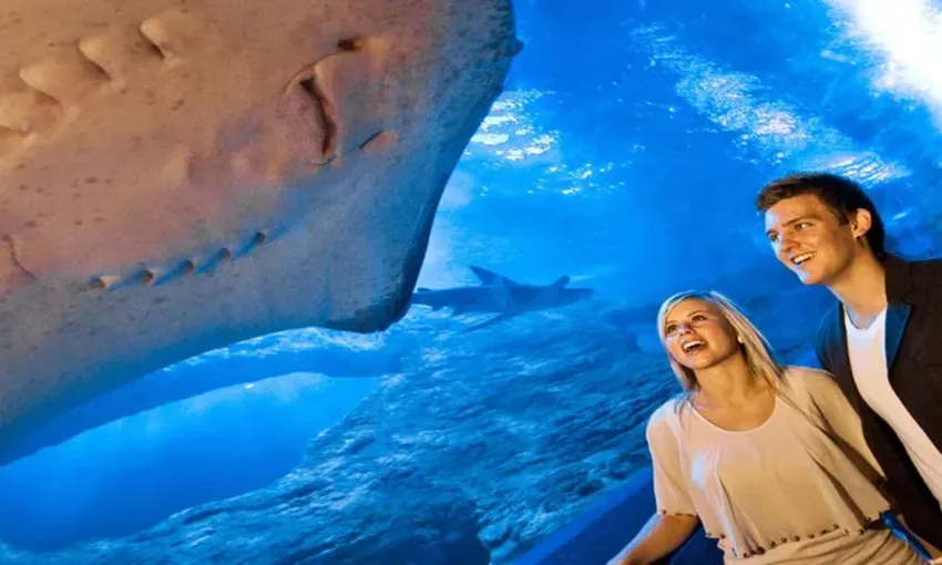 Glass Bottom Boat Tour at The Aquarium of Western Australia