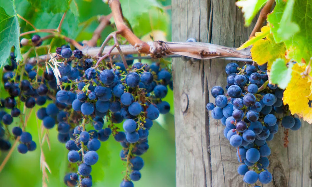 Mornington Peninsula Scenic Tour with Lunch | Experience Oz-3