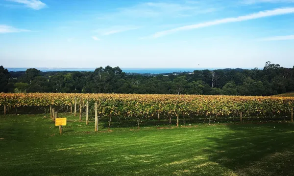 Mornington Peninsula Scenic Bus Tour including Lunch and Chocolate Tasting