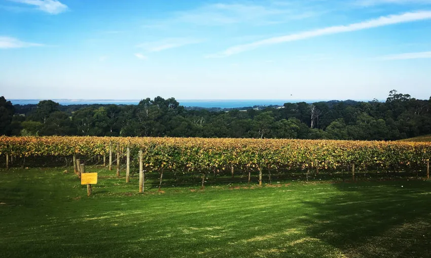 Mornington Peninsula Scenic Tour with Lunch | Experience Oz