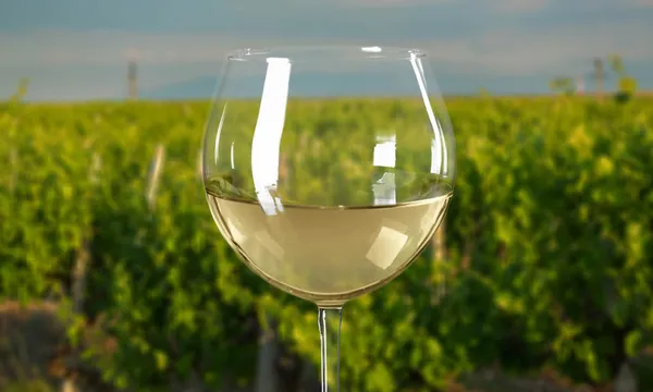 Mornington Peninsula Scenic Bus Tour including Lunch and Chocolate Tasting