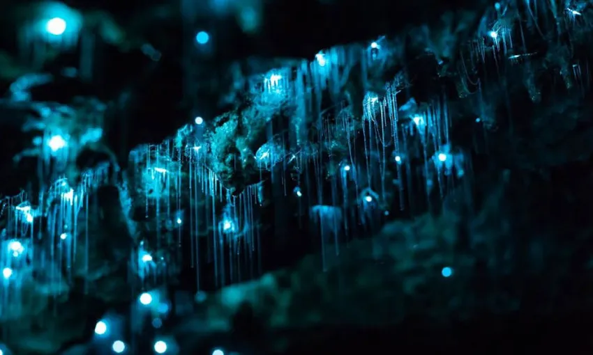 Glow Worms, Waterfalls & Rainforest Experience | Experience Oz