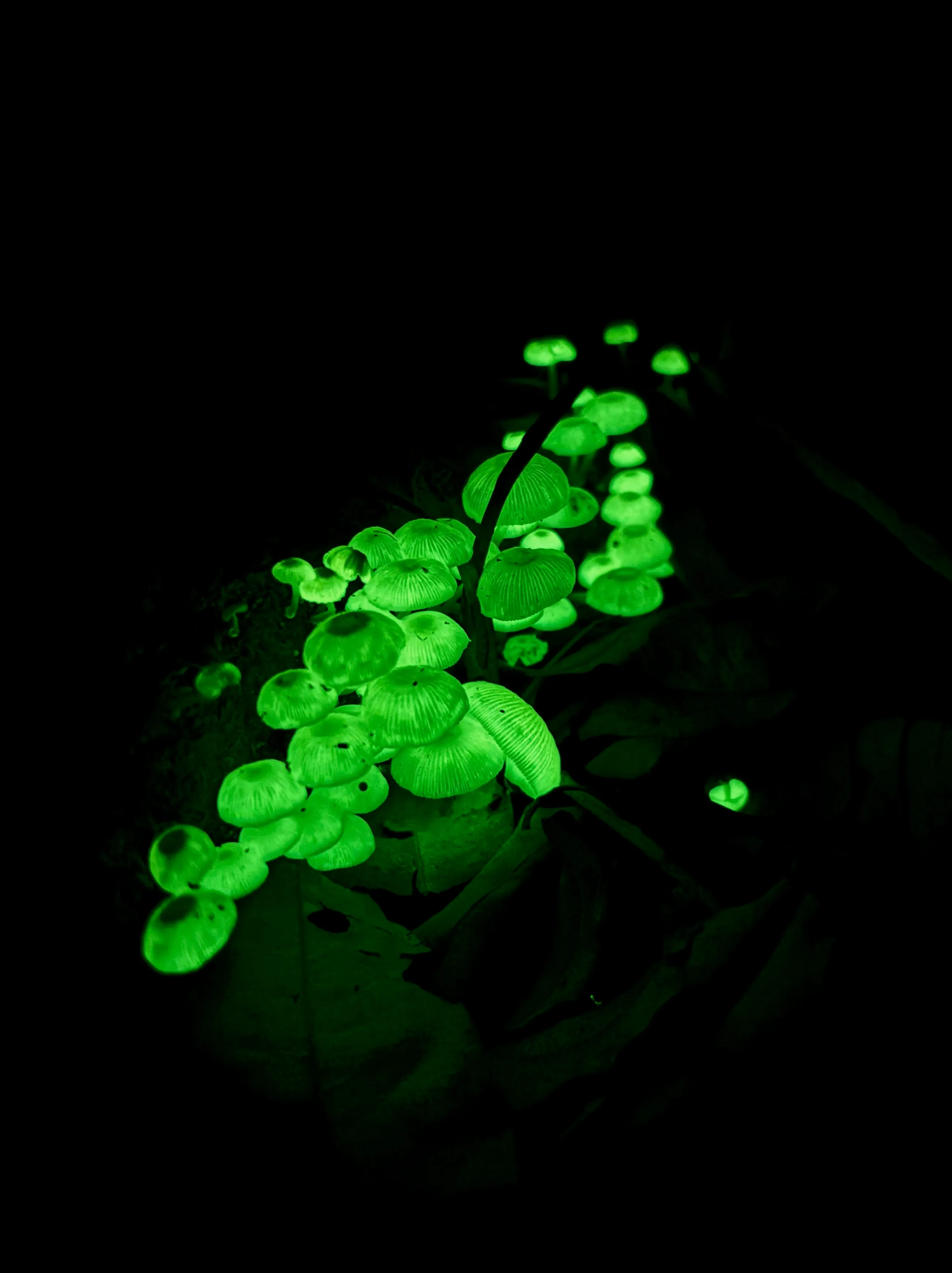 Glow Worms, Waterfalls & Rainforest Experience | Experience Oz-10