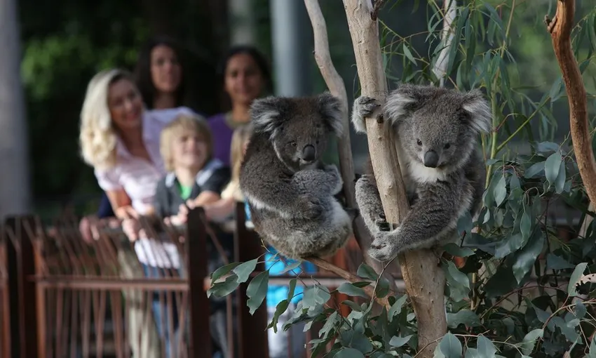 VIP Wildlife Experience at Healesville Sanctuary