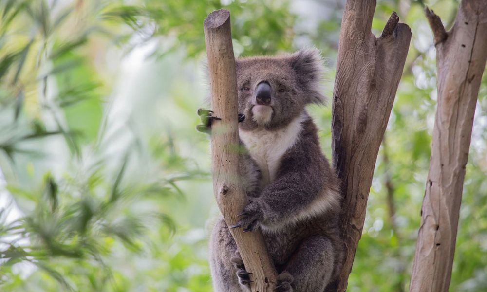 VIP Wildlife Experience at Healesville Sanctuary