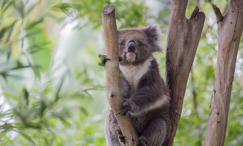 VIP Wildlife Experience at Healesville Sanctuary