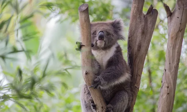 VIP Wildlife Experience at Healesville Sanctuary