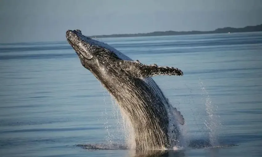 Remote Fraser Island (K'gari) Tour with Whale Watching - Hervey Bay