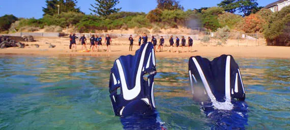 Weedy Sea Dragon Snorkelling Tour Mornington Peninsula | Experience Oz-1