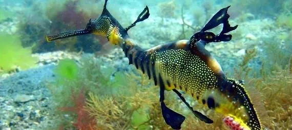 Weedy Sea Dragon Snorkelling Tour Mornington Peninsula | Experience Oz