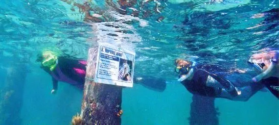 Weedy Sea Dragon Snorkelling Tour Mornington Peninsula | Experience Oz