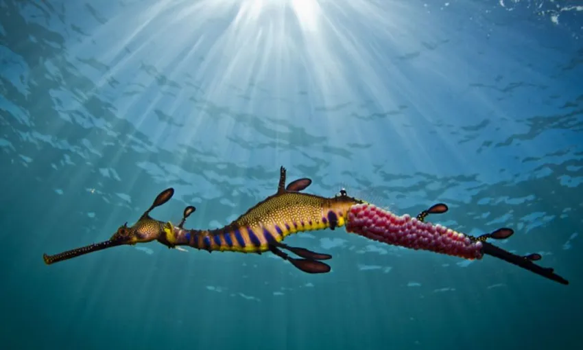 Weedy Sea Dragon Snorkelling Tour Mornington Peninsula | Experience Oz