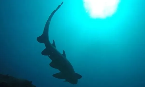 Ocean Dive with Sharks on the Sunshine Coast - 5 Hours