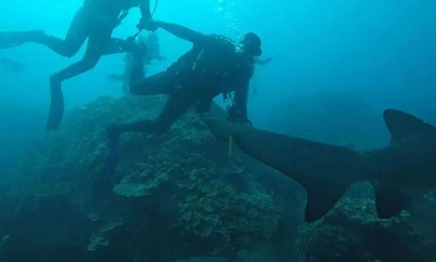 Ocean Dive with Sharks on the Sunshine Coast - 5 Hours 