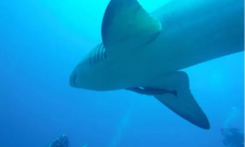 Ocean Dive with Sharks on the Sunshine Coast - 5 Hours 