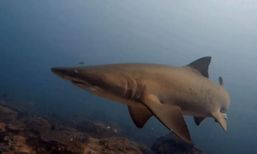 Ocean Dive with Sharks on the Sunshine Coast - 5 Hours 