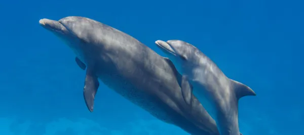 Noosa Dolphin Safari