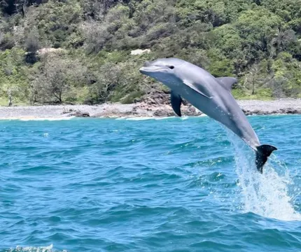 Noosa Dolphin Safari
