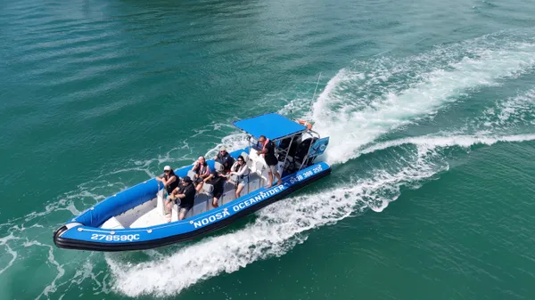 Noosa Dolphin Safari