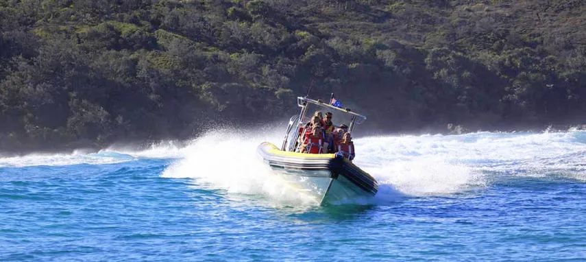 Noosa Whale Watching Cruise - Book Now | Experience Oz
