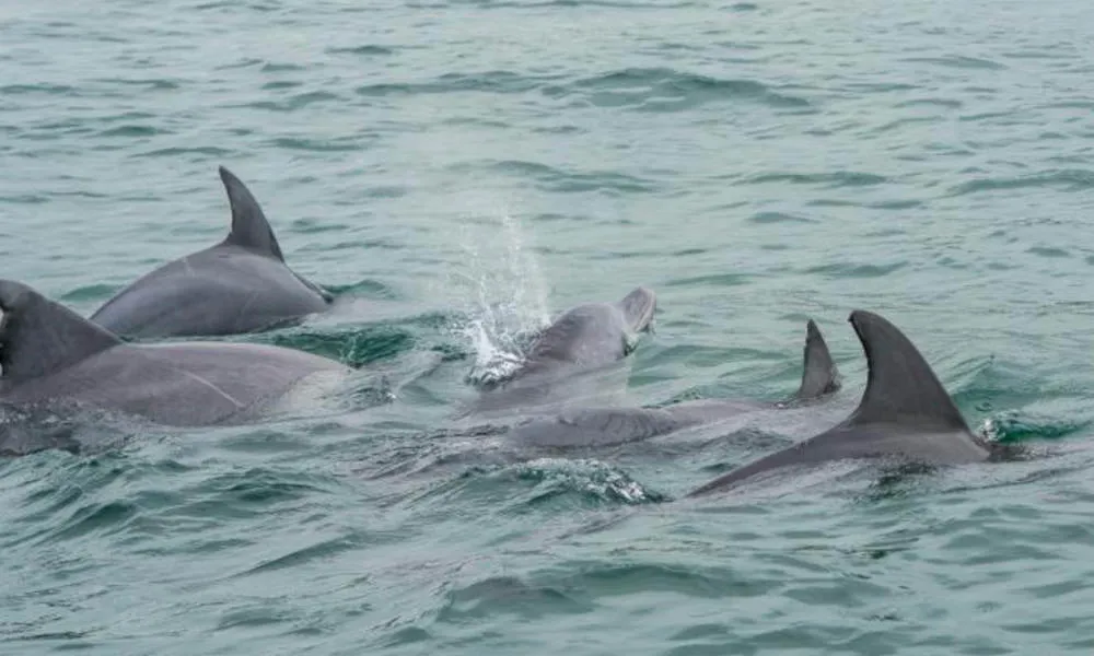 Noosa Whale Watching Cruise - Book Now | Experience Oz-6