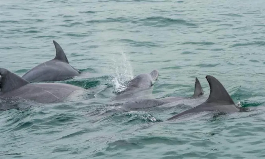 Noosa Whale Watching Cruise - Book Now | Experience Oz